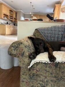 Chocolate Labrador Retriever