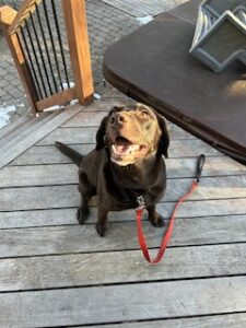 Chocolate Labrador Retriever