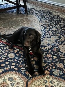 Chocolate Labrador Retriever