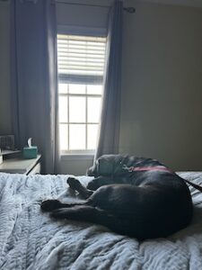 Chocolate Labrador Retriever