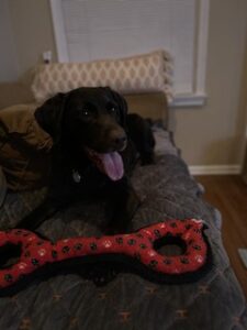 Chocolate Labrador Retriever