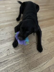 Chocolate Labrador Retriever