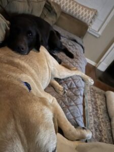 Chocolate Labrador Retriever