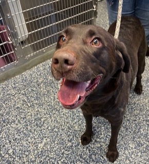 Chocolate Labrador Retriever