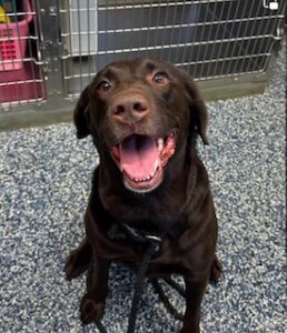 Chocolate Labrador Retriever