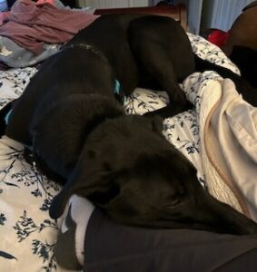 Black Labrador Retriever Mix