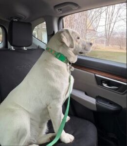 Yellow Labrador Retriever