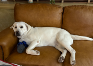 Yellow Labrador Retriever