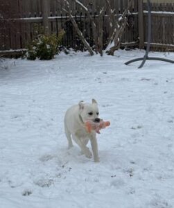 Yellow Labrador Retriever