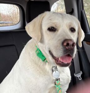 Yellow Labrador Retriever