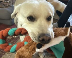 Yellow Labrador Retriever