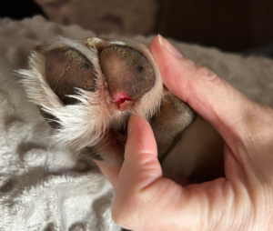 Yellow Labrador Retriever paw pad