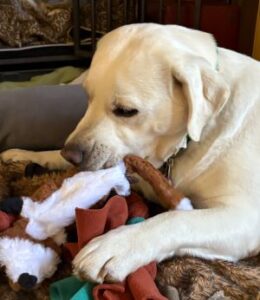 Yellow Labrador Retriever