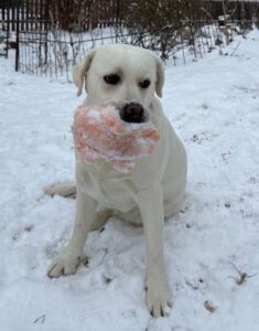 Yellow Labrador Retriever