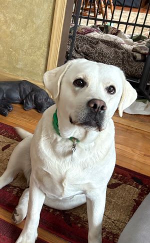 Yellow Labrador Retriever