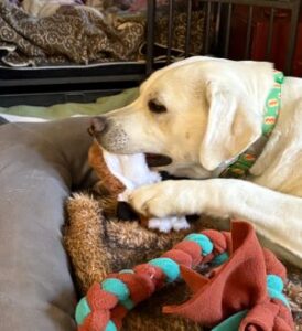 Yellow Labrador Retriever