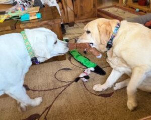 Yellow Labrador Retriever