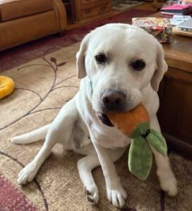 Yellow Labrador Retriever