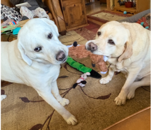 Yellow Labrador Retriever