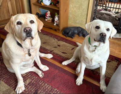 Yellow Labrador Retriever