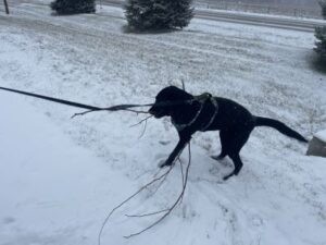 black labrador retriever mix