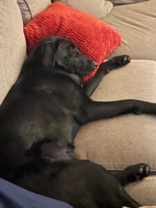 black labrador retriever mix