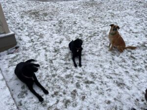 black labrador retriever mix