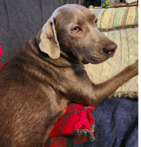 Silver Labrador Retriever