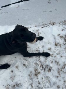 Black Labrador Retriever Mix