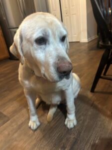 Yellow Labrador Retriever