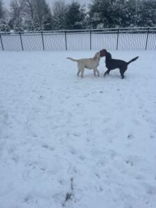 Yellow Labrador Retriever