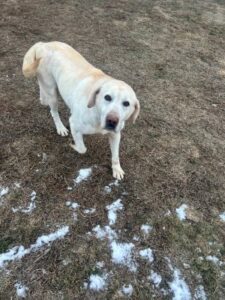 Yellow Labrador Retriever