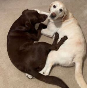 chocolate and Yellow Labrador Retriever