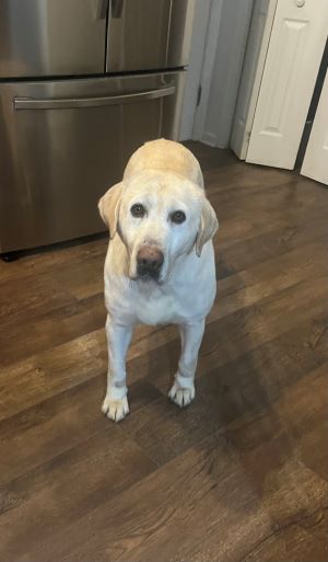 Yellow Labrador Retriever