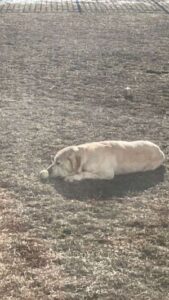 Yellow Labrador Retriever