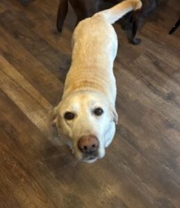 Yellow Labrador Retriever