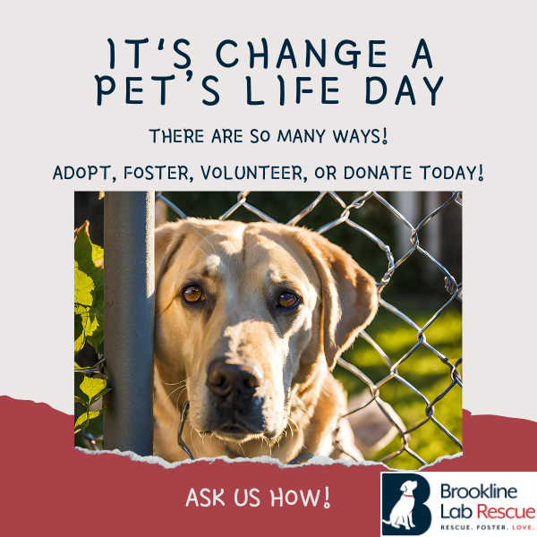 adopt, foster, volunteer, or donate; change a pet's life; ask us how