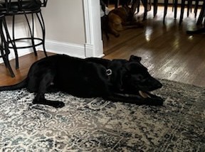 Black Labrador Retriever Mix
