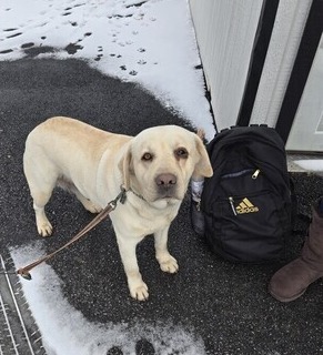 Yellow Labrador Retriever