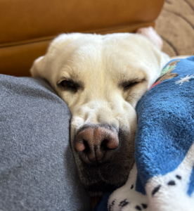 Yellow Labrador Retriever