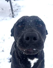 Black Labrador Retriever Mix