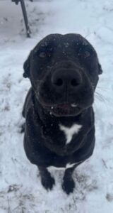 black labrador retriever