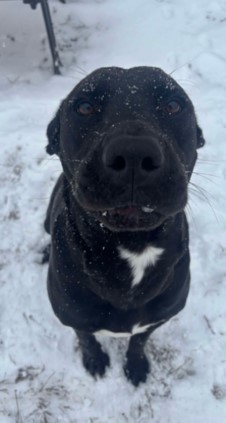 black labrador retriever mix