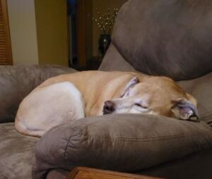 Yellow Labrador Retriever