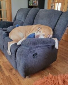 Yellow Labrador Retriever