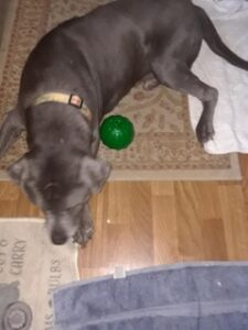 Silver Labrador Retriever