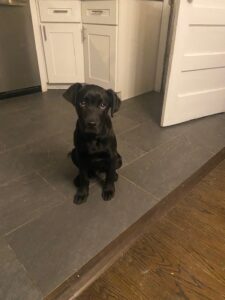 Black Labrador Mix