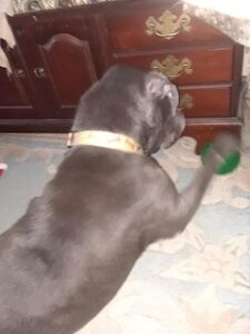 Silver Labrador Retriever