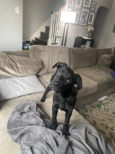 Black Labrador Mix