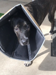 Black Labrador Mix